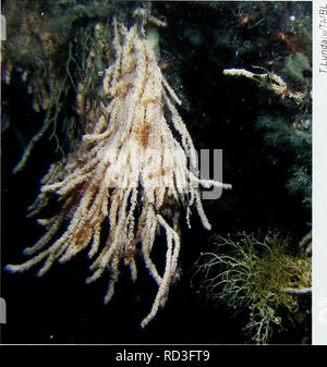 . Biodiversität in der Tiefsee und Ökosysteme - ein Scoping Bericht über deren sozio-Wirtschaft, Management und Unternehmensführung. UNEP-WCMC Biodiversität Serie 28. Lebensräume, Ökosysteme und die Artenvielfalt Emissionen. Mit steigenden CO2-Emissionen in die Atmosphäre, große Mengen an CO2 absorbiert durch die Ozeane, die Ergebnisse in einer Abnahme des pH-Wertes ("versauerung"] und reduzierte Anzahl von Karbonat ICO 32-] Ionen im Meerwasser zur Verfügung (siehe Kapitel 3). Wissenschaftler sagen voraus, dass aufgrund dieses Phänomen, bis 2100 rund 70 Prozent aller Kaltwasserkorallen wird in Gewässern undersaturated in Karbonat, especi live Stockfoto