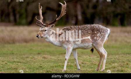 Rehe in der Abendsonne - Attingham Park an der Ilm Stockfoto