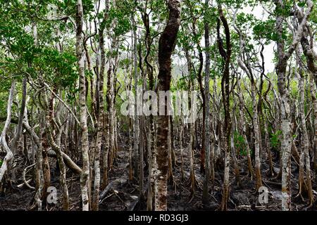 Die Vielfalt der Promenade am Cape Hillsborough National Park, Queensland, Australien Stockfoto