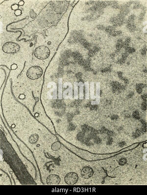 . Zytologie. Zytologie. Verschiedene Elemente des endoplasmatischen Retikulum wurden als, um anzugeben, dass entweder die nukleare Umschlag ist eine Modifikation der Zyto- plasmic Membran Membran System oder bestimmte Komponenten der interpretiert. Abbildung 4-5. Elektronenmikroskopische Aufnahme von Teil eines Meristematic Rootcap Zelle von Mais, mit einem Doppellagigen nukleare Umschlag mit deutlichen Poren. Hinweis Durchgang der äußeren Membran des nuklearen Umschlag mit doppelter Membran des Endoplasmatischen Retikulum. Die Mitochondrien, die ein Golgi-apparat (in der Abbildung unten links) und nicht identifizierte zytoplasmatischen Einschlüssen Stockfoto
