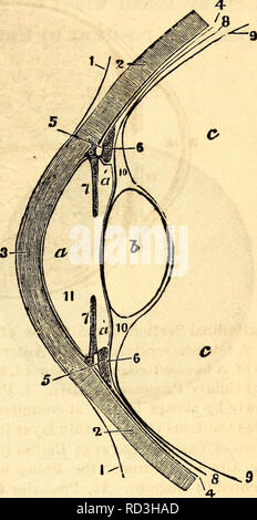 . Elementare Anatomie und Physiologie: für Hochschulen, Akademien und anderen Schulen. Anatomie und Physiologie. Und Physiologie. 371 682. Choroid Mantel.-Iris. ". 340. - Ciliary Prozesse. - Die mittlere Schicht des Auges bis drei Portionen vorgenommen, die Aderhaut, die Iris und die Ciliary pro-zessen. Die erste, Aderhaut, wird aus der Tatsache, dass es sich voll und ganz der Blut genannt - Schiffen, einer Schokolade-braune Farbe auf der Außenseite und ein tiefes Schwarz auf der Innenseite. Es deckt die hinteren vier Fünftel des Auges, und entspricht der Sklerotischen Mantel von ausserhalb. Die Iris, so von der Vielfalt genannt Stockfoto