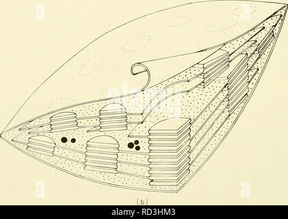 . Zytologie. Zytologie. Abbildung 3-16. (A) Schematische Darstellung der SUBMIKROSKOPISCHE Struktur der Pflanze Chloroplasten als gesehen im Querschnitt (b) Schematische Darstellung der dreidimensionalen Struktur der Chloroplasten der höheren Pflanzen. (Abb. (A) von Wettstein. D.. 1959. ' "Developmental Changes in Chlor-plasts und ihre genetischen Kontrolle." in ""Developmental Zytologie, "D. Rudnick (Ed.), Ronald Press, New York, N.Y., Abb. 23, S. 129. Mit freundlicher Genehmigung von Dr. D. von Wettstein, Forest Research Institute, Stockholm, Schweden. Abb. (B), mit freundlicher Genehmigung von Dr. D. von Wettstein.) Photosynthes Stockfoto