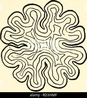 . Die cytologie und Leben - Geschichte der Bakterien. Bakterien. 138 DIE ZYTOLOGIE UND LEBENS-GESCHICHTE VON BAKTERIEN &Lt;Ich 'ABC. Bitte beachten Sie, dass diese Bilder sind von der gescannten Seite Bilder, die digital für die Lesbarkeit verbessert haben mögen - Färbung und Aussehen dieser Abbildungen können nicht perfekt dem Original ähneln. extrahiert. Bisset, Kenneth Alexander. Baltimore: Williams und Wilkens Stockfoto
