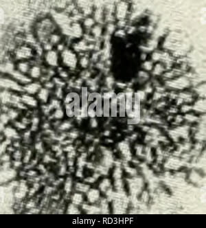 . Die cytologie und Leben - Geschichte der Bakterien. Bakterien. t ¥.. Bitte beachten Sie, dass diese Bilder sind von der gescannten Seite Bilder, die digital für die Lesbarkeit verbessert haben mögen - Färbung und Aussehen dieser Abbildungen können nicht perfekt dem Original ähneln. extrahiert. Bisset, Kenneth Alexander. Baltimore: Williams und Wilkens Stockfoto