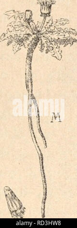 . Das werdener der Organismen zur widerlegung von Darwins zufallstheorie durch das Gesetz in der Entwicklung. Evolution; das Leben. Die Variabilität der Organismen. I I leontopoclium oder das Hclianthemum vulgare, das de Vries als Beispiel bespricht und abbildet. Im Hochg^ ebirge zeigen beide. Bitte beachten Sie, dass diese Bilder sind von der gescannten Seite Bilder, die digital für die Lesbarkeit verbessert haben mögen - Färbung und Aussehen dieser Abbildungen können nicht perfekt dem Original ähneln. extrahiert. Hertwig, Oscar, 1849-1922. Jena, Fischer G. Stockfoto