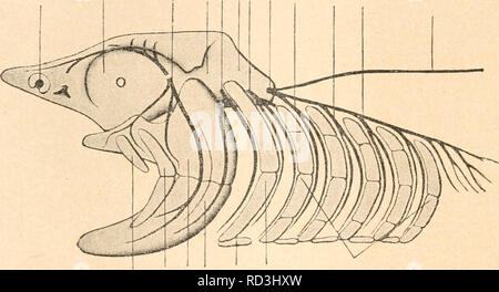 . Das werdener der Organismen zur widerlegung von Darwins zufallstheorie durch das Gesetz in der Entwicklung. Evolution; Leben. iqS Fünftes Kapitel. Beziehungen zu den übrigen benachbarten Muskeln, Nerven und anderen Teilen als primäre Ober- und Unterkieferstücke (PALATO-quadratum und Mandibulare) in der vergleichenden xVnatomie-nannt. Knorpelige Ober- und Unterkiefer sind untereinander im Pri-mären Kiefergelenk verbunden. Hinter ihnen hegen, durch die erste Schlundspalte getrennt, zwei kleine Knorpelstückchen un-mittelbar der Ohrgegend des knorpeligen Primordialcraniums ein. Sie bilden den Stockfoto