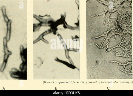 . Die cytologie und Leben - Geschichte der Bakterien. Bakterien. Reproduktion 95 F: Verzweigung und angehende (7, 9, 10, 17, 22, 26) Wahr (Verzweigung, als Methode der Fortpflanzung in Bakterien, beschränkt auf die streptoniyces. Diese Organismen, die hmgi in diesem ähneln, wie in so vielen anderen Bereichen, haben längliche Zellen, die an der Ausbildung der ständigen Niederlassungen. Verzweigungen in anderen Bakterien ist nur gelegentlich, und die. Abb. 40 VERZWEIGUNG IN B. CTERI. A. in der Verzweigung der Transienten, angehende Typ in C Diphtherie'. Gerbsäure- säure- violett x3000. B. etwas mehr erweiterte Art der transienten Verzweigungen in einem Stockfoto