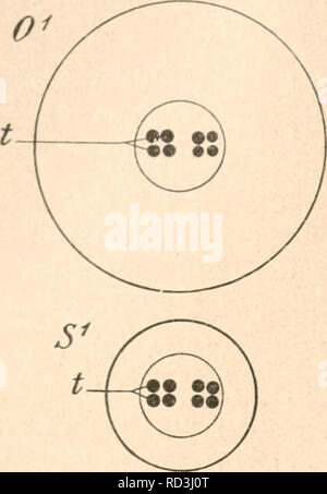 . Das werdener der Organismen zur widerlegung von Darwins zufallstheorie durch das Gesetz in der Entwicklung. Evolution; das Leben. Ich lO Drittes Kapitel.. Bitte beachten Sie, dass diese Bilder sind von der gescannten Seite Bilder, die digital für die Lesbarkeit verbessert haben mögen - Färbung und Aussehen dieser Abbildungen können nicht perfekt dem Original ähneln. extrahiert. Hertwig, Oscar, 1849-1922. Jena, Fischer G. Stockfoto