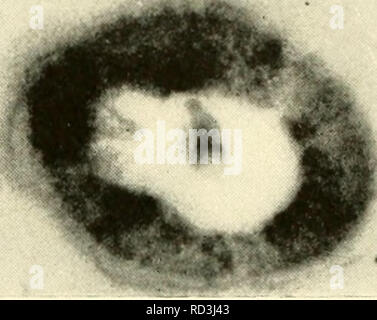 . Die cytologie und Leben - Geschichte der Bakterien. Bakterien. t/4. Bitte beachten Sie, dass diese Bilder sind von der gescannten Seite Bilder, die digital für die Lesbarkeit verbessert haben mögen - Färbung und Aussehen dieser Abbildungen können nicht perfekt dem Original ähneln. extrahiert. Bisset, Kenneth Alexander. Baltimore: Williams und Wilkens Stockfoto