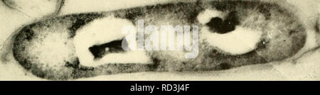 . Die cytologie und Leben - Geschichte der Bakterien. Bakterien. ^^. Bitte beachten Sie, dass diese Bilder sind von der gescannten Seite Bilder, die digital für die Lesbarkeit verbessert haben mögen - Färbung und Aussehen dieser Abbildungen können nicht perfekt dem Original ähneln. extrahiert. Bisset, Kenneth Alexander. Baltimore: Williams und Wilkens Stockfoto