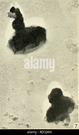 . Die cytologie und Leben - Geschichte der Bakterien. Bakterien. . Bitte beachten Sie, dass diese Bilder sind von der gescannten Seite Bilder, die digital für die Lesbarkeit verbessert haben mögen - Färbung und Aussehen dieser Abbildungen können nicht perfekt dem Original ähneln. extrahiert. Bisset, Kenneth Alexander. Baltimore: Williams und Wilkens Stockfoto