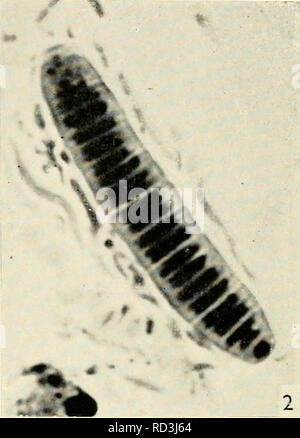 . Die cytologie und Leben - Geschichte der Bakterien. Bakterien. V.%%. Bitte beachten Sie, dass diese Bilder sind von der gescannten Seite Bilder, die digital für die Lesbarkeit verbessert haben mögen - Färbung und Aussehen dieser Abbildungen können nicht perfekt dem Original ähneln. extrahiert. Bisset, Kenneth Alexander. Baltimore: Williams und Wilkens Stockfoto