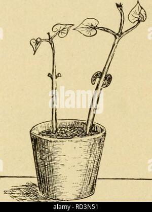 . Elementare Landwirtschaft von Tennessee, mit praktischen artithmetic. Landwirtschaft Die Landwirtschaft. 12 Elementare Landwirtschaft. Für sich selbst direkt aus dem Boden. Dieses Experiment machen: Aus eingeweichten Bohnen oder Kerne von Mais, den Sie ausschneiden etwa zwei Drittel dieser Lebensmittel Angelegenheit, die sehr darauf zu achten ist, dass die Embryonen zu verletzen, und sehen Sie sich das Sprießen der Was bleibt. Diese Triebe verwelken und sterben sehr viel früher als die perfekte Samen, - Ursache nicht genug ernähren ist links sie mit Nahrung zu versorgen, bis sie groß genug sind, um sie aus dem Boden zu bekommen. Dies sollte uns lehren, dass wir nicht allzu carefu werden Stockfoto
