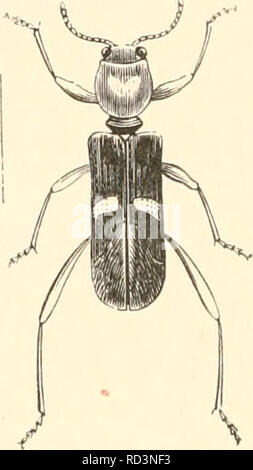 . Encyclopédie d'histoire naturelle; ou, "traité complet de cette Wissenschaft d'après Les travaux de les plus éminents naturalistes de tous les pays et de toutes les Epochen: Buffon, Daubenton, Lacépède, G.Cuvier, F. Cuvier, Geoffroy Saint-Hilaire, Latreille, De Jussieu, Brongniart, etc. Natürliche Geschichte - Wörterbücher. FijT. '2-Eburiphora Callosa.. Bild'. ?&Gt;. - Ole-^ Urus auslrutis.. Bitte beachten Sie, dass diese Bilder aus gescannten Seite Bilder, die digital für die Lesbarkeit verbessert haben mögen - Färbung und Aussehen dieser Abbildungen können nicht genau mit dem Original ähneln extrahiert werden Stockfoto