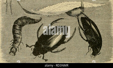 . Elementare Entomologie. Entomologie. 14: elementare Entomologie ganz auf Insekten, Schnecken, kaulquappen etc. Die beiden Mittel- und Hinterbeine zum Schwimmen entwickelt und werden abwechselnd verwendet. "Die ucA/k^.:^-^:^^=l^. Abb. 199. Wasser - scavenger Käfer [Ilydrophilits sp.), Larven, und besondere ei Masse auf Blatt (nach Brehm) Aas-Käfer (Silphidae). Wo immer ein totes Tier hat. Links ausgesetzt worden, die AAS-oder vergraben - Käfer gefunden Fütterung auf" Es werden. Die com-mon-AAS-Käfer der Gattung SilpJia sind einer breiten, ovale Form, viel abgeflacht, mit kleinen Köpfen, und Futter unter das Auto - Rion. Th Stockfoto