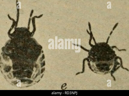 . Elementare Entomologie. Entomologie. Abb. 155. Die Harlequin Kohl - Bug a, b, Erwachsene (natürliche Größe); c, Seitenansicht, Kopf mit Unterkiefer und Oberkiefer setae aus Schnabel; d, Eier mit neu Junge geschlüpft; e, Nymphen;/, ei Massen mit einem Ei schlüpfen und frisch geschlüpfte Nymphe auf der unteren rechten Masse scutellum vergrößert, so dass er nahezu das gesamte Abdomen und gibt den Fehler das Aussehen eines Käfers, für die Fre- gen von einem Anfänger verwechselt. Sie verschiedene Pflanzen und oft verletzen Beeren befallen, durch deren unangenehme Geruch Vermittlung, wie der Gestank - Bugs zu tun. Werk-Bugs. Die übrigen f Stockfoto