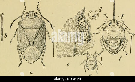 . Elementare Entomologie. Entomologie. Der WAHRE FEHLER 115 in ihrem Fall - daher der Name. Sie haben kleine Köpfe mit breiten, markanten Schultern, und die große, dreieckige scutellum belegt. Abb. 153. Die grüne Soldat - Bug (ein "Zara hllaris). (Erweiterten) ein, Erwachsene;/', Schnabel; r, Eier, d einziges Ei; e, junge NYMPHE;/, letzte Stufe der Nymphe. (Nach Chittenden, Landwirtschaftsministerium der Vereinigten Staaten) die Mitte der Rückseite zwischen den Flügeln, die an der Spitze der Bauch gerundet werden, geben dem ganzen Körper eine charakteristische Schild-förmiges Aussehen. Aus wirtschaftlicher Sicht ist die Familie divi Stockfoto