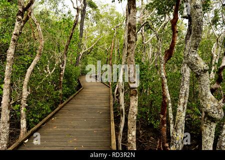 Die Vielfalt der Promenade am Cape Hillsborough National Park, Queensland, Australien Stockfoto