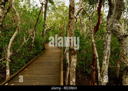 Die Vielfalt der Promenade am Cape Hillsborough National Park, Queensland, Australien Stockfoto