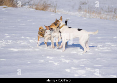 Zwei gemischte Rasse Weiße und Schwarze Hunde spielen in der Nähe mit Basenji Tragen von Wappen auf einem frischen Schnee in kalten, sonnigen Wintertag Stockfoto