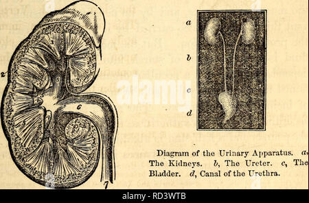 . Elementare Anatomie und Physiologie: für Hochschulen, Akademien und anderen Schulen. Anatomie und Physiologie. Und Physiologie, 171, bis es einen Punkt erreicht, so hoch wie das Schlüsselbein, wo es sich langsam Kurven, und verbindet sich nach links Sub-clavian Vene. Die Lacteals und Ductus thoracicus sind alle aus drei Mäntel und einem Silbrigen Erscheinungsbild von der Farbe der Flüssigkeit, die Sie enthalten. Ihre Funktion ist die chylus oder Nährstoff Teil der Nahrung ins Blut zu vermitteln. 309. Nieren. - Die Nieren sind zwei an der Zahl, an die Seite der lumbalen Wirbelkörper gelegen, und sind in der Regel en- Stockfoto