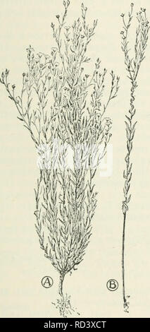 . Cyclopedia von landwirtschaftlichen Kulturpflanzen: Ein beliebter Befragung von Pflanzen und pflanzliche Methoden in den Vereinigten Staaten und Kanada. Landwirtschaft - Kanada; Landwirtschaft -- United States; Farm produzieren - Kanada; Farm produzieren - United States. Flachs FLACHS 297 Küsschen pro Acre, sechs Pecks wird in der Regel am besten. Wenn der Flachs für Samen gewachsen ist, ist es in der Ex-pense die Quantität und die Qualität der Faser, und umgekehrt. Der Unterschied ist durch die Dicke des Seeding zurückzuführen ist. Die Menge der Samen pro eingeführt ist abhängig von der Anzahl der Niederlassungen, die Samen tragen, Samenkapseln. Durch Aussaat zwei bis drei Küsschen pro Acre, der Pl Stockfoto