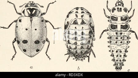 . Elementare Entomologie. Insekten. Die Käfer 161 bimacnlatd] ist ein schwarzer Käfer eine halbe Zoll lang, mit gelben Pro - thorax Lager zwei schwarze Flecken. Deren Larven Minen Himbeere und Blackberry Stöcke. Die rote Seidenpflanze - Käfer (Tetraopes tetra-ophthalmns) werden immer auf die Blüten der seidenpflanzen und die Larve der Bohrung in die Wurzeln und Stängel. Iii. Käfer MIT DREI GELENKWELLE TARSI (TRLMERA) - Käfer der Marienkäfer (coccinellidae) bilden die einzige Familie der Abschnitt, in dem die Trimera tarsi haben aber drei Segmente und. FlG. 235. Die konvergente Marienkäfer - Käfer (Ifippcdamia konvergente) ein, Erwachsene; / Stockfoto