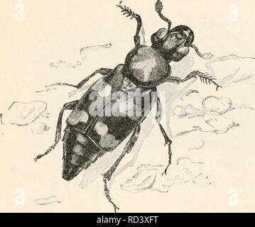 . Elementare Entomologie. Insekten. Abb. 199. Wasser - scavenger Käfer (Hydrophilns sp.), Larven, und besondere ei Masse auf Blatt (nach Brehm) Aas-Käfer (Silphidae). Wo immer ein totes Tier verlassen hat, ausgesetzt worden, die AAS-oder vergraben - Käfer gefunden werden kann einziehen. Die com-mon-AAS-Käfer der Gattung Silpha sind einer breiten, ovale Form, viel abgeflacht, mit kleinen Köpfen, und Futter unter das Auto - Rion. Die begraben - Käfer (Necrophorus] wesentlich größer sind, von einem Zoll zu einem Zoll lang, mit dicken, Stout, der rechteckige Körper, und mit großen Köpfen. Die gemeinsame spe-Abb. 200 Stockfoto