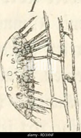 . Das Mikroskop; ein Mittel der Belehrung und Unterhaltung für Jedermann sowie des Gewinns für Biese. Mikroskop und Mikroskopie. Sig. 101 A#'%. Bitte beachten Sie, dass diese Bilder sind von der gescannten Seite Bilder, die digital für die Lesbarkeit verbessert haben mögen - Färbung und Aussehen dieser Abbildungen können nicht perfekt dem Original ähneln. extrahiert. Vogel, Julius, 1814-1880. Leipzig L. Denicke Stockfoto