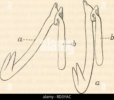 . Darwin und der modernen Wissenschaft; Essays zum Gedenken an den 100. Jahrestag der Geburt von Charles Darwin und des 50. Jahrestages der Veröffentlichung der Entstehung der Arten. Darwin, Charles, 1809-1882; Wissenschaft - Geschichte; Evolution. die Abb. 64. A. Anker (a) und basal-Platte (b) Der Synapta Lappa. Länge der Anker=0' 35 Rnrn. (Nach Oestergren, Zool. Anzeiger, xx. 1897.). die Abb. 64. B. in der Anker (a) und basal-Platte (B) in der Seitenansicht (nach Oestergren). Des tube-Füße. Die Anker handeln automatisch, sinken ihre Spitzen in Richtung Boden, wenn der entsprechende Teil des Körpers verdickt, und für die Rückkehr zu Stockfoto