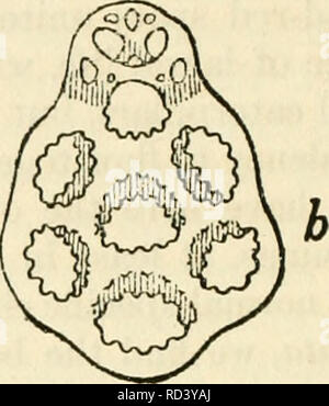 . Darwin und der modernen Wissenschaft; Essays zum Gedenken an den 100. Jahrestag der Geburt von Charles Darwin und des 50. Jahrestages der Veröffentlichung der Entstehung der Arten. Für die Cambridge Philosophical Society und die Syndics der University Press herausgegeben. Darwin, Charles, 1809-1882; Evolution; Wissenschaft -- Geschichte. Abb. A. Anker (a) und basal-Platte {b) Der Synapta Lappa. Länge der Anker = 0-35 mm. (Nach Oestergren, Zool. Anzeiger, xx. 1897.). Bitte beachten Sie, dass diese Bilder aus gescannten Seite Bilder, die digital für die Lesbarkeit verbessert haben mögen - Färbung und App extrahiert werden Stockfoto