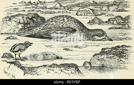 . Darwin, und nach Darwin. Eine Ausstellung der Darwinschen Theorie und eine Diskussion der post-darwinistischen Fragen. Evolution; Vererbung. 320 Darwin, und nach Darwin. verschweigen zu sichern, sie dennoch Exponate der Instinkt von Hockend, die von Vorteil für alle seiner Art, obwohl sie aus dem Unfall seiner eigenen anormale Färbung, dieser Instinkt ist dann tatsächlich schädlich für das Tier selbst. Zum Beispiel jeden Sportler. Abb. 109.- (Edicnenms crepitans, zeigt das instinktive Verhalten der Verschleierung. Von einem ausgestopften Muster im British Museum, Nat. Größe gezeichnet, mit entsprechenden Umge Stockfoto