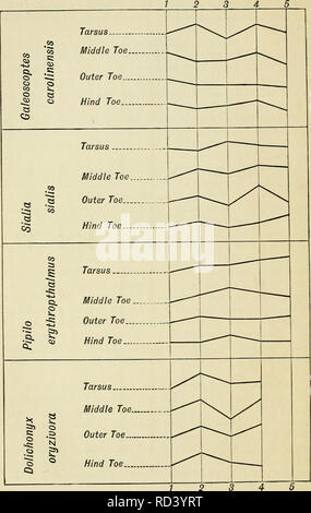 . Darwinismus: eine Ausstellung der Theorie der natürlichen Selektion, mit einigen Ihrer Anwendungen. Natürliche Selektion; Evolution. 60 Darwinismus. Aus Tabelle G. Id Allens Vögel von Florida. Abb. 7. - die Variation von Tarsus und Zehen. Bitte beachten Sie, dass diese Bilder sind von der gescannten Seite Bilder, die digital für die Lesbarkeit verbessert haben mögen - Färbung und Aussehen dieser Abbildungen können nicht perfekt dem Original ähneln. extrahiert. Wallace, Alfred Russel, 1823-1913. London: Macmillan Stockfoto