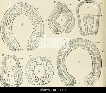 . Darwin, und nach Darwin. Eine Ausstellung der Darwinschen Theorie und eine Diskussion der post-darwinistischen Fragen. Evolution; Vererbung. 1^8 Darwin, und nach Darwin, schob nach innen, bis sie in Kontakt mit dem auf der gegenüberliegenden Pol der Eizelle kommen. Daher, anstelle einer Hohlkugel von Zellen, die Eizelle wird jetzt eine offene sac, deren Wände bestehen. Abb. x2-Gastrula-stadium. ion. A, Gastrula-stadium eines Amphibien KGastrophysema) (AftermckS B, GastrulaofaWorm^^^V/a). (AfterKowalevskyO^ Ga^rulaoian' Stachelhäuter iUraster). ^ Nach einem Ag^ ssjz) D Gastrula-stadium eines Gliederfüßers {^ NaupHus. (Nach Hackel.) E Stockfoto