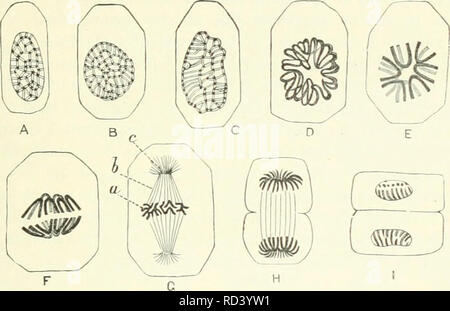 . Darwin, und nach Darwin. Eine Ausstellung der Darwinschen Theorie und eine Diskussion der post-darwinistischen Fragen. Evolution; Vererbung. Embryologie. 129 Ich zitiere die folgende Beschreibung von Ihnen, weil Knappheit kombiniert mit Klarheit, Es unsur ist passabel. Forschungen, vor allem durch Flemming, haben gezeigt, dass der Nukleus in sehr vielen Geweben der höheren Pflanzen und Tiere aus einer Kapsel, die ein Plasma von "achromatin, "nicht tief. Abb. 36.- karyokinesis eines typischen Gewebe Zellen (epithel von Sala - Mander). (Nach Flemming und Klein.) Die Serie von A bis ich Vertreter Stockfoto