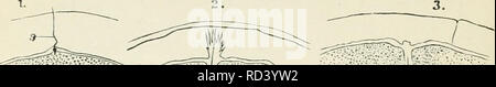 . Darwin, und nach Darwin. Eine Ausstellung der Darwinschen Theorie und eine Diskussion der post-darwinistischen Fragen. Evolution; Vererbung. 126 Darwin, und nach Darwin. und die Bildung von vielen verschiedenen Arten von Zellen führen, in der Reihenfolge, in der für den Bau der vielzelligen Organismus, zu der die ganze Serie von Prozessen schließlich Anlaß geben. Wir haben jetzt diese Prozesse seriatim zu betrachten. Der Nukleus entlädt seine Polkörper, wie bereits erwähnt, und in der Art und Weise wie hier auf der vorherigen Seite dargestellt. (Abb. o^' ich^.) Es wird festgestellt, dass der Kern der Eizelle, Stockfoto