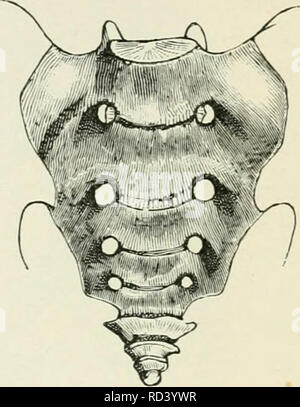 . Darwin, und nach Darwin. Eine Ausstellung der Darwinschen Theorie und eine Diskussion der post-darwinistischen Fragen. Evolution; Vererbung. Mann Gorilla Abb. 15.- Sacrum von Gorilla im Vergleich zu der des Menschen, die rudimentäre Schwanz - Knochen des Einzelnen. Aus der Natur (A' gezeichnet. Slg. Surg. Mus.). Genau das, was diese Lehre erwarten würden, zu sehen, dass der nächste Verbündete des Menschen in der quadrumanous Serie ebenso mittellos sind von einem externen Schwanz. Weit, dann, von diesem Mangel im Menschen bilden, jede Schwierigkeit zu bilanzieren, wenn der Fall nicht so wäre - d. h. wenn der Mensch hat einen externen Schwanz, - die schwierigen besitzen Stockfoto