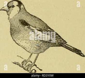 . Cyclopedia von Nutztieren. Heimische Tiere und Waren tierischen Ursprungs. Abb. 517. Norwich Canary.. Abb. 518. Goldfinch. vom Gold oder Gold und Grün, und die Fütterung für Farbe während der Mauser. Gold Spangled Eidechse cana - Ries haben leuchtend gold-capped Köpfe und durchgehende Linien der Flitter, die vom Hals abwärts. Jede spangle hat beschlossen, seinen klaren gold Kanten und oliv-grüne Zentrum unterscheidbar und regelmäßig. Die Silberne Spangled markiert sind genau wie die Gold, Silber, farbigen Spangles, wo die anderen Gold haben. Der Stieglitz ca-nary, oder kanarischen Maultier, ist durch die Züchtung einer männlichen goldfin gesichert Stockfoto