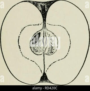 . Cyclopedia von Hardy Früchte. Obst, Obst - Kultur. BALDWIN BELMONT 17 BALDWIN. Abb. 7. Pecker. Steele's Red Winter. Specht. Baldwin ist der Standard winter Apple des östlichen Nordamerika und wird mehr angebaut als jede andere Sorte der Früchte auf dem Kontinent. Es hat seinen hohen Rang aus mehreren Zeichen, Chief, adap-Stabilität, um eine große Vielfalt von Böden und cli-Gehilfen. Andere gute Qualitäten sind: die Früchte halten lange; einheitlich; wenn sie gut gewachsen, sind attraktive Farbe; die Qualität ist zwar nicht der Beste, ist gut, und die Äpfel, weil der feste Beschaffenheit und Dicke Stockfoto