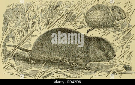 . Cyclopedia von Nutztieren. Heimische Tiere und Waren tierischen Ursprungs. 1 G6 WILDE SÄUGETIERE IN IHREN BEZIEHUNGEN MIT DER LANDWIRTSCHAFT eng in die Struktur und Gewohnheiten auf die braune Ratte. Verschiedene native Ratten sind auch landwirtschaftliche Erzeug- turally. Die Baumwolle Ratte (Sigmodon hispidus) der südlichen Staaten einer der Zerstörerischsten dieser. Es ist nur etwa die Hälfte der Größe des braunen Ratte, aus denen es deutlich in Äußeres unterscheidet. Es Angriffe Mais und andere Kulturen, vor allem, wenn in das Feld schockiert. Viele Arten von Holz - Ratten, der Gattung Nagetiergattung aus Nordamerika beschrieben worden. Sie Stockfoto
