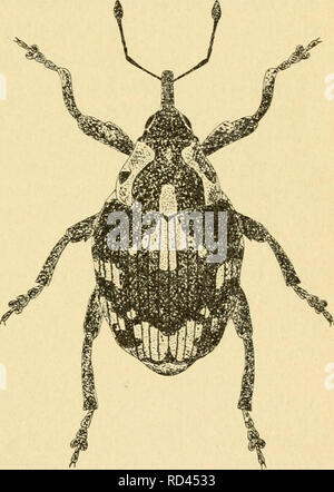 . Danmarks Fauna, Rechnungssteller. Käfer. 161 fein, brune Haar, hist og Ihr ogsaa Med hvide Skael, Mellemrummene tydelige Knuder bagtil med. Laengde 3 - 3,8 mm. d": Som den foregaaende (?). Af denne Kunst kendes Kun 3 Eks., de 2 vistnok tagne paa Dän, det 3. ich Københavns Omegn. 5. Gruppe. 11. C. lit ur ein fabrikationsnr. (Abb. 99). Sortieren, Følehornene del-vis og Fødderne lysere. Oversiden med brunsorte 5,2Km og hvide Skael, der paa Vingedaekkerne Danner en ofte korsformig Plet Tasche Scutellum, en Eller zu Sidepletter og en Plet ved Spidsen. Hvide pronotums Skaelklaedning paa Siderne omslutter helt de sorte Sideknude Stockfoto
