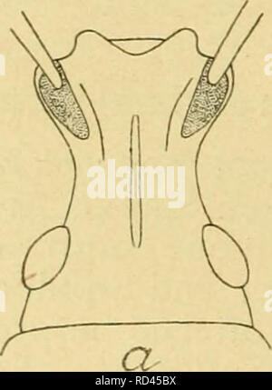 . Danmarks Fauna, Rechnungssteller. Käfer. Abb. 14. Hoved af Tanymecus' Palli - atus, fra Siden. Pronotum paa hver Seite uden, eller (Barynotus) med ganske Korte, fremadrettede 5,2Km 3. 3. Følehornsfurerne anbragt paa Snudens Overside, Følehornenes Indledningssted synligt fra Backofen (Abb. 15a og 16a) 1. Otiorrhync hinae.. Bitte beachten Sie, dass diese Bilder sind von der gescannten Seite Bilder, die digital für die Lesbarkeit verbessert haben mögen - Färbung und Aussehen dieser Abbildungen können nicht perfekt dem Original ähneln. extrahiert. Dansk forening naturhistorisk; Hansen, Victor, 1889 -; Roggen, Bertr Stockfoto