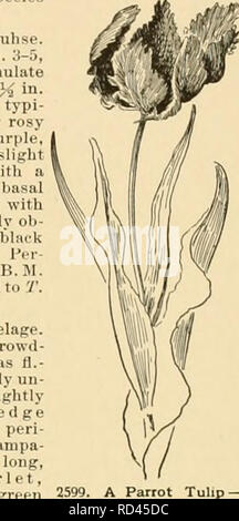 . Cyclopedia der amerikanischen Gartenbau: Bestehend aus Anregungen für den Anbau von Gartenpflanzen, Beschreibungen der Arten von Obst, Gemüse, Blumen und Zierpflanzen in den Vereinigten Staaten und in Kanada verkauft, zusammen mit geographischen und Biographische Skizzen. Gartenbau, Gartenbau, Gartenbau, Gartenbau. Ein Papagei Tulpen Tulipa gesneriana, div. Dracontia (X^e). nulate, 3 in. langen, dunklen Scharlach, getönt mit grünen knapp über und Mischen in einem hellen jellow Ba-sal lildtch; Segmente akute, cuspidate; Staubblätter gelb: eierstock Prismatisch: Stig-mas weiß, nicht gewellten. Gewohnheit Stockfoto