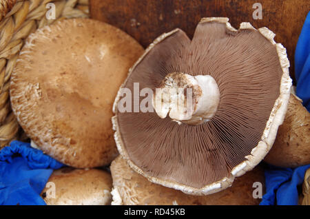 Große Portobello Pilze Caps auf blauem Tuch mit Holz- und Rattanmöbeln Hintergrund angeordnet Stockfoto