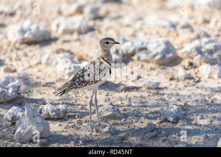 Double-Banded Renner oder zwei Bändern Renner (Rhinoptilus africanus) Stockfoto