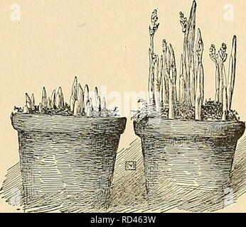 . Cyclopedia der amerikanischen Gartenbau, bestehend aus Anregungen für den Anbau von Gartenpflanzen, Beschreibungen der Arten von Obst, Gemüse, Blumen und Zierpflanzen in den Vereinigten Staaten und in Kanada verkauft, zusammen mit geographischen und Biographische Skizzen. Im Garten arbeiten. 852. Campanula pyramidalis Wurzeln vorbereitet für forcins. Fälle in einem kühlen Grube ing bis zur Nutzung bereit. Große Pflanzen in Kübeln und Kästen können mit Blättern umfaßt werden, der Türen, aber die meisten Pflanzen sollten in einem kühlen Keller, Grube oder Frame gespeichert werden bei einer Temperatur von 35°S.; eine temporäre Variante von 5° nicht Stockfoto