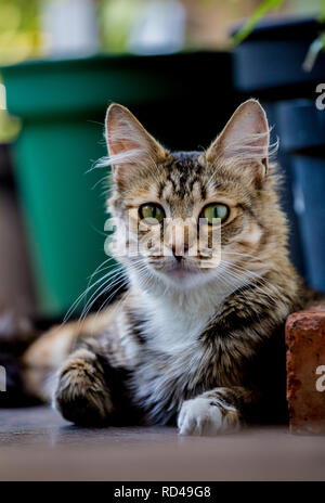 Torbie schildpatt Katze mit großen grünen Augen im Garten Stockfoto