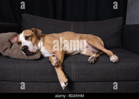 Hund schläft auf der Couch. Staffordshire Terrier ruht auf einem Sofa im Wohnzimmer Stockfoto