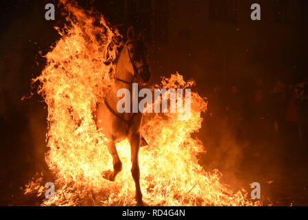 Januar 16, 2019 - San Bartolome de Pinares, Vila, Spanien - ein Mann reitet auf einem Pferd durch ein Lagerfeuer als Teil eines Rituals zu Ehren des heiligen Antonius, dem Schutzpatron der Haustiere, in San Bartolome de Pinares, Spanien. Quelle: John milner/SOPA Images/ZUMA Draht/Alamy leben Nachrichten Stockfoto