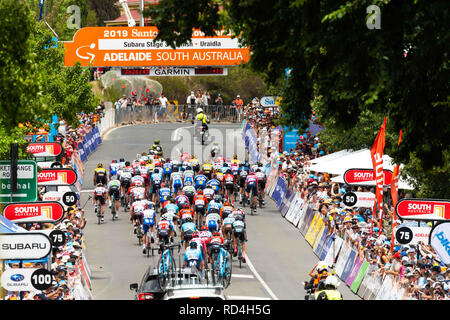 Uraidla, South Australia, Australien. 17 Jan, 2019. Das Peloton auf der letzten Runde, Stufe 3 der Tour Down Under, Australien auf den 17. Januar 2019 Credit: Gary Francis/ZUMA Draht/Alamy leben Nachrichten Stockfoto